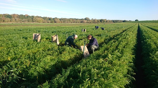 Carrot harvesting  samples for breakage tests lo res